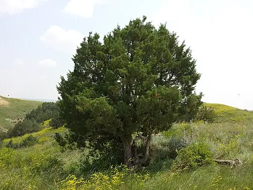 로키산향나무 (Juniperus scopulorum)