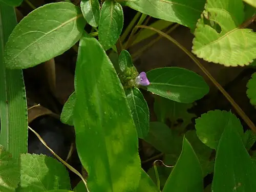 쥐꼬리망초 (Justicia procumbens)