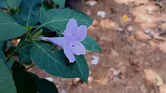 산내