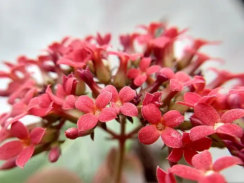 칼랑코에 (Kalanchoe blossfeldiana)