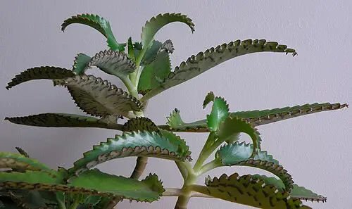 만손초 (Kalanchoe daigremontiana)