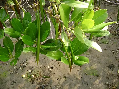 추가나무 (Kandelia obovata)