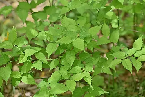 황매화 (Kerria japonica)