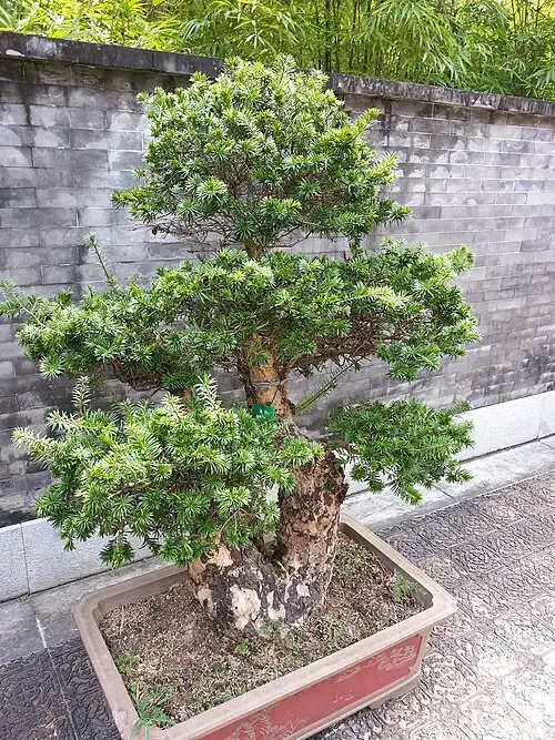 유삼나무 (Keteleeria fortunei)