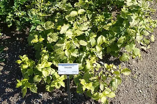 나도승마 (Kirengeshoma palmata)