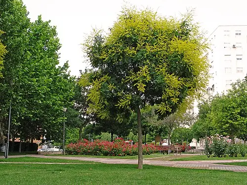 모감주나무 (Koelreuteria paniculata)