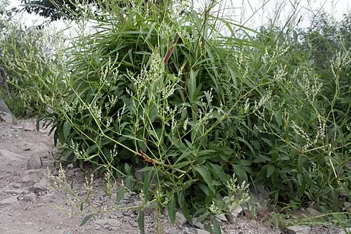싱아 (Koenigia alpina)