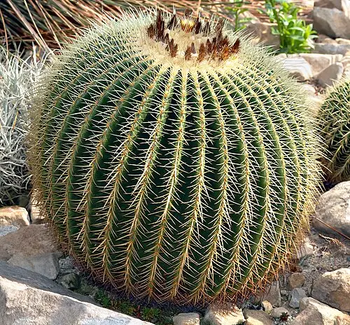 금호선인장 (Kroenleinia grusonii)
