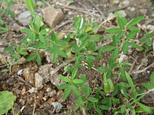 매듭풀 (Kummerowia striata)