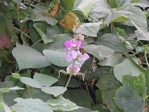 편두 (Lablab purpureus)