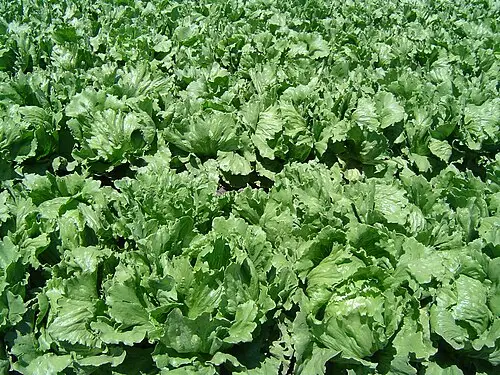 상추 (Lactuca sativa)