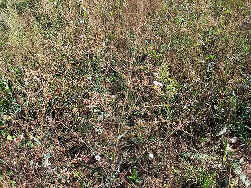 가시상추 (Lactuca serriola)