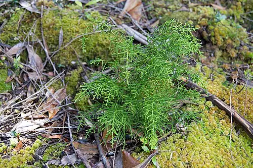 휴온소나무 (Lagarostrobos franklinii)