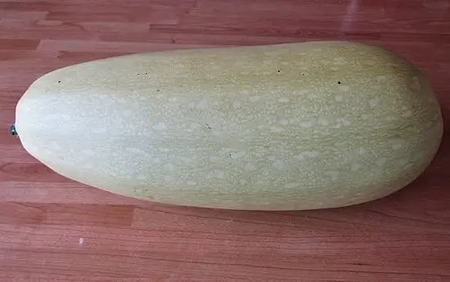박 (Lagenaria siceraria)