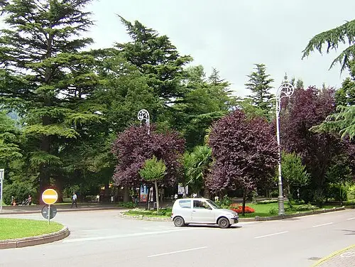 배롱나무 (Lagerstroemia indica)