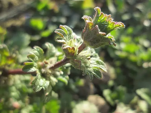 광대나물 (Lamium amplexicaule)