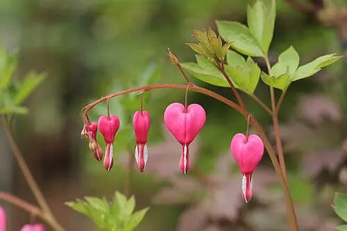 금낭화 (Lamprocapnos spectabilis)