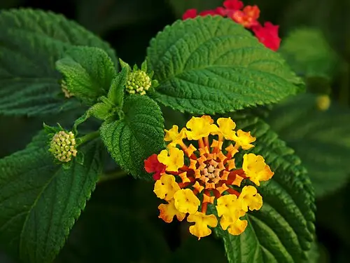 란타나 (Lantana camara)