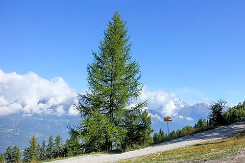 유럽잎갈나무 (Larix decidua)