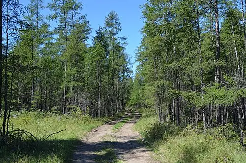 잎갈나무 (Larix gmelinii)
