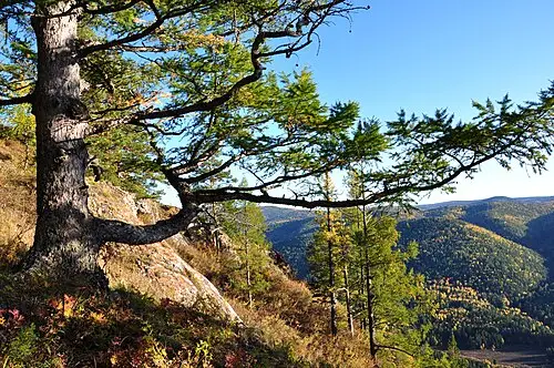 시베리아낙엽송 (Larix sibirica)