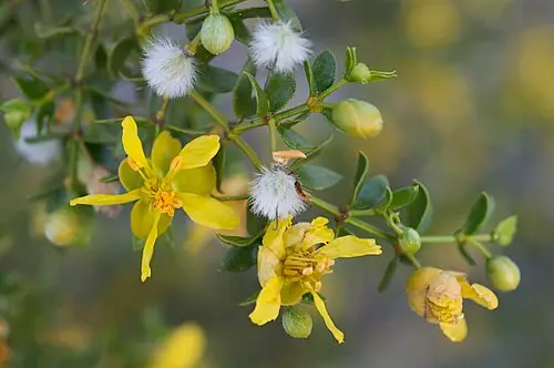 크레오소트부시 (Larrea tridentata)