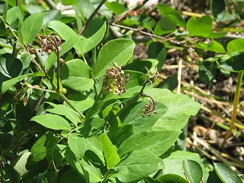 활량나물 (Lathyrus davidii)