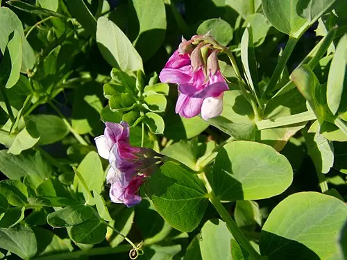 갯완두 (Lathyrus japonicus)