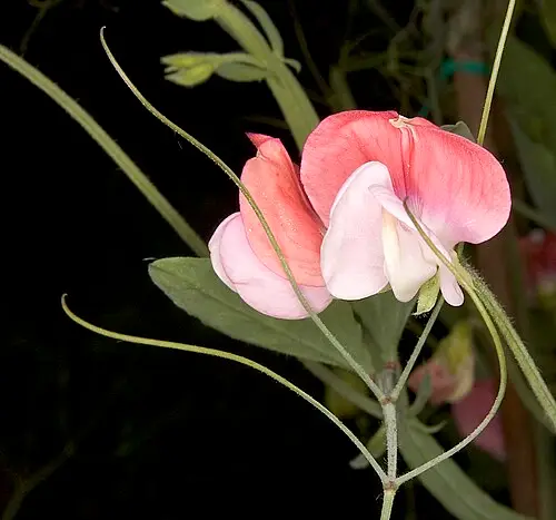 스위트피 (Lathyrus odoratus)