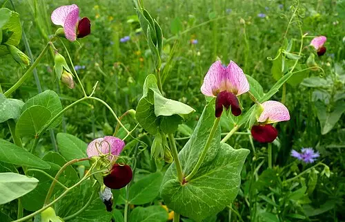 완두 (Lathyrus oleraceus)