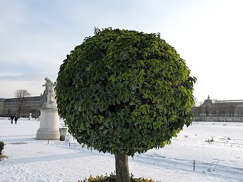 월계수 (Laurus nobilis)