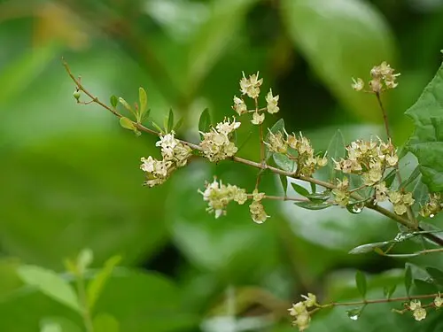 헤나 (Lawsonia inermis)