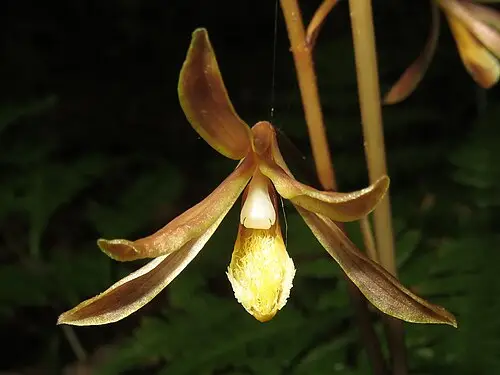 무엽란 (Lecanorchis japonica)