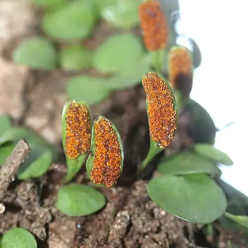 콩짜개덩굴 (Lepisorus microphyllus)