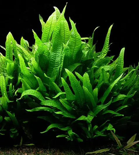 자바고사리 (Leptochilus pteropus)