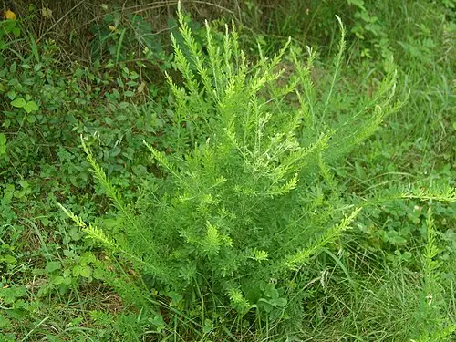 비수리 (Lespedeza cuneata)