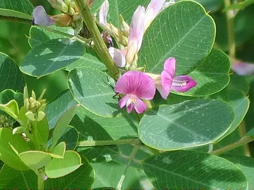 참싸리 (Lespedeza cyrtobotrya)