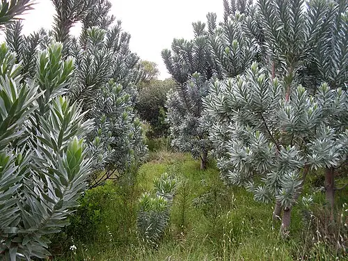 실버트리 (Leucadendron argenteum)