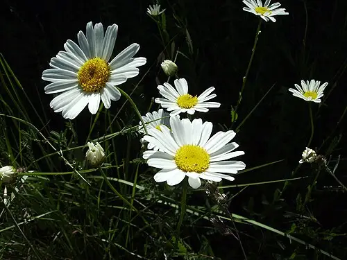 불란서국화 (Leucanthemum vulgare)