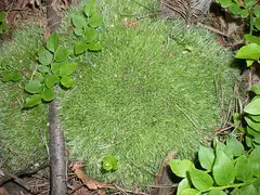 흰털이끼 (Leucobryum glaucum)