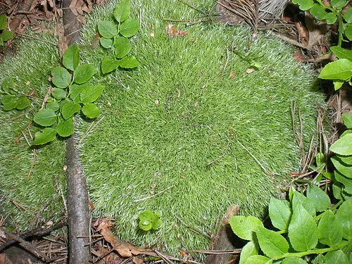 흰털이끼 (Leucobryum glaucum)