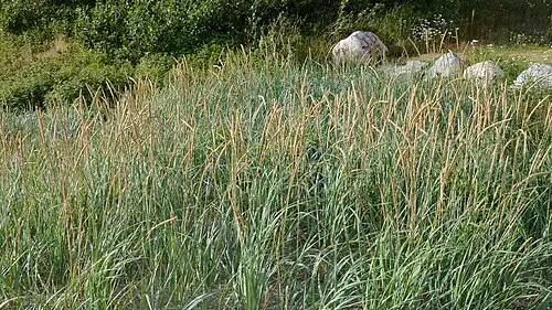 갯그령 (Leymus mollis)