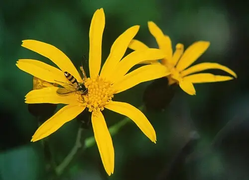 곰취 (Ligularia fischeri)