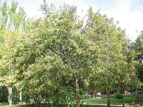 광나무 (Ligustrum japonicum)