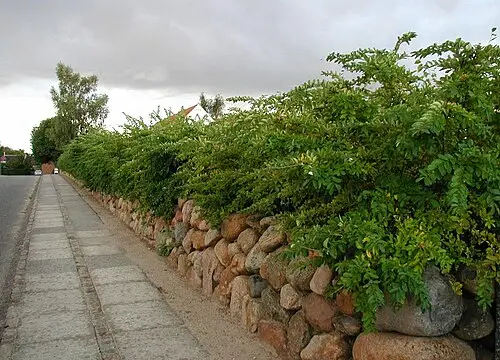 쥐똥나무 (Ligustrum obtusifolium)