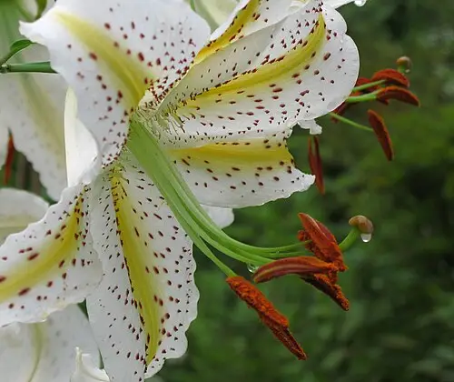 산나리 (Lilium auratum)