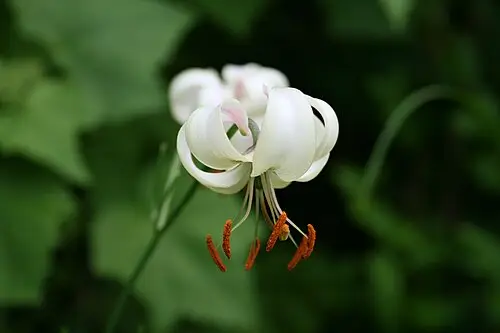 솔나리 (Lilium cernuum)