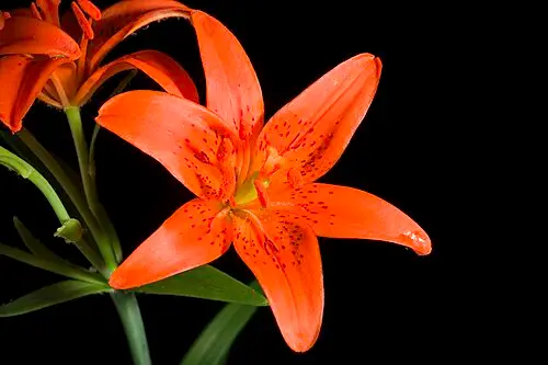 하늘나리 (Lilium concolor)