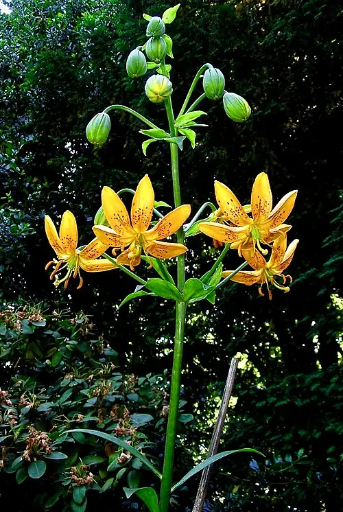 섬말나리 (Lilium hansonii)