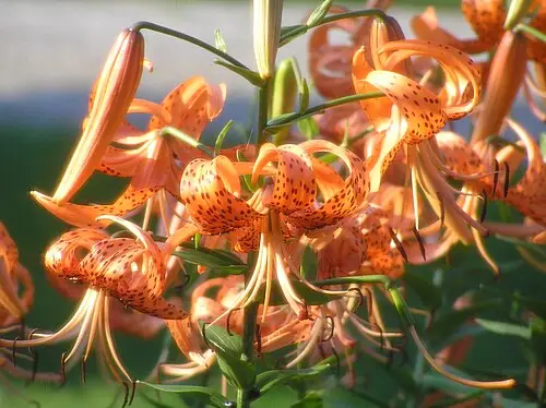 참나리 (Lilium lancifolium)